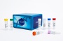 Vorstellung: Sygnis Pharma AG ehemals Lion 20298469
